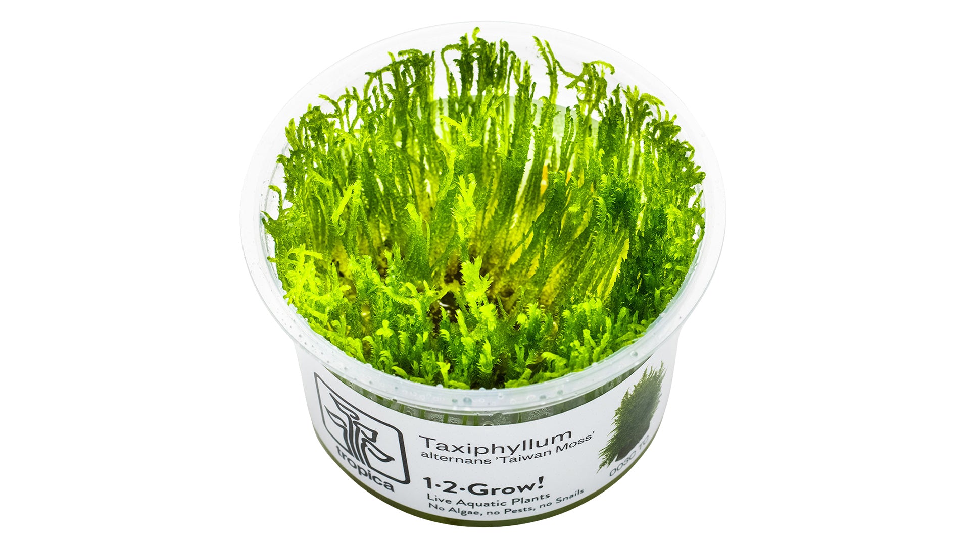 Taxiphyllum alternans 'Taiwan Moss' InVitro Pflanze