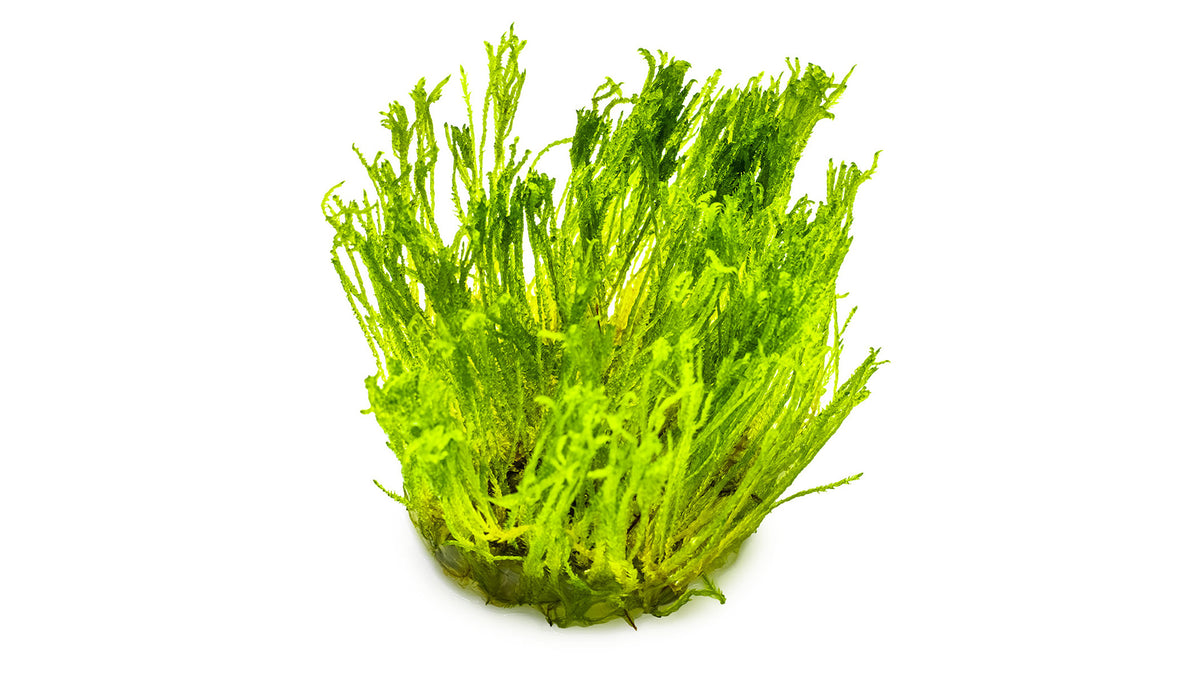 Taxiphyllum alternans 'Taiwan Moss'