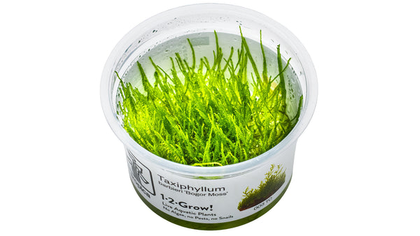 Taxiphyllum barbieri 'Bogor Moss'