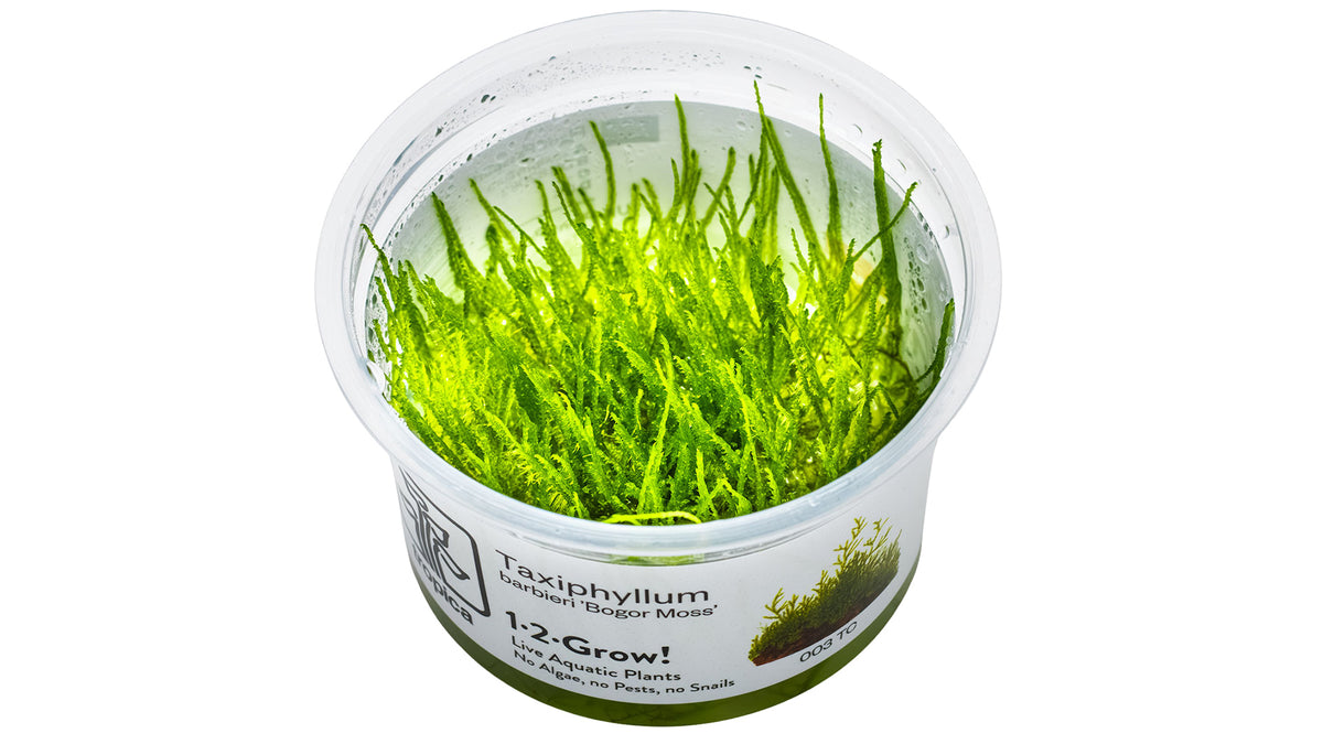 Taxiphyllum barbieri 'Bogor Moss' InVitro Pflanze