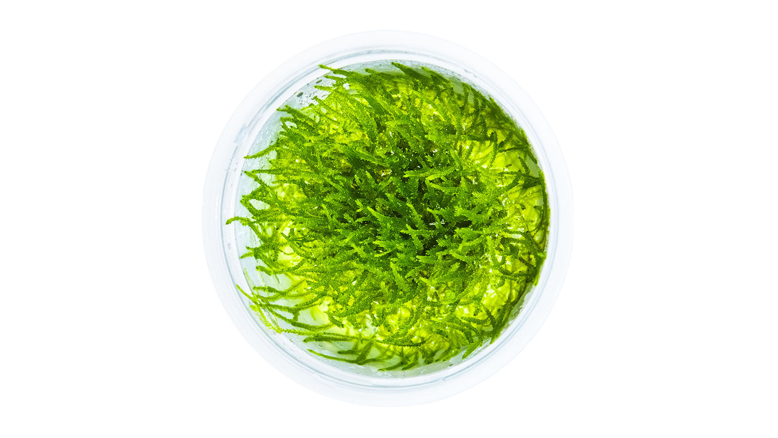 Taxiphyllum barbieri 'Bogor Moss' InVitro Pflanze