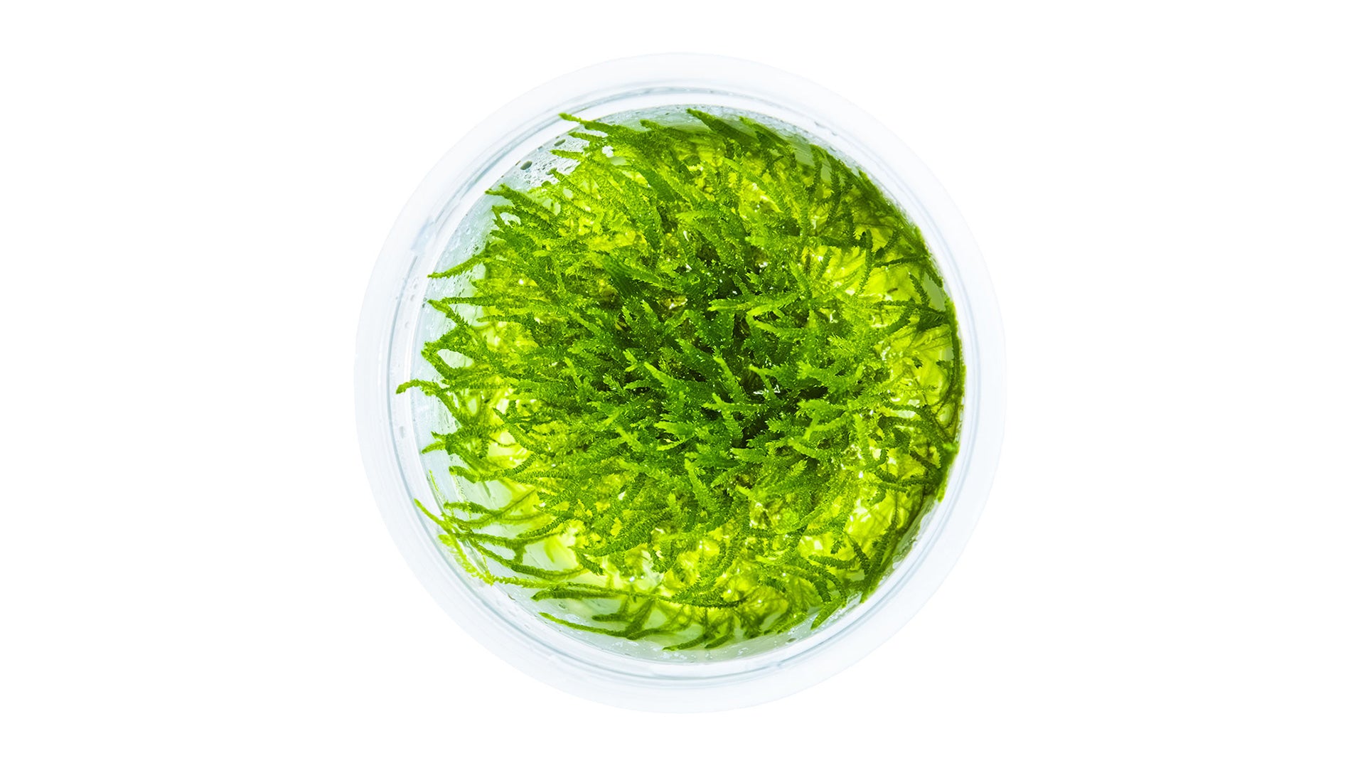 Taxiphyllum barbieri 'Bogor Moss' InVitro Pflanze