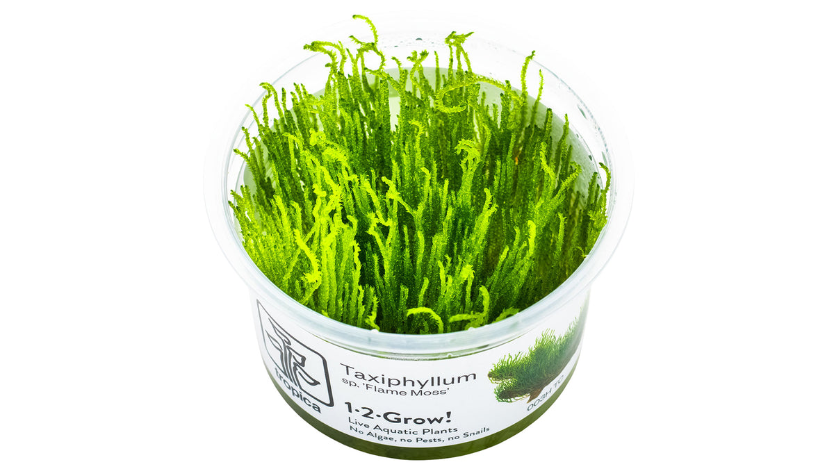 Taxiphyllum sp. 'Flame Moss' InVitro Pflanze