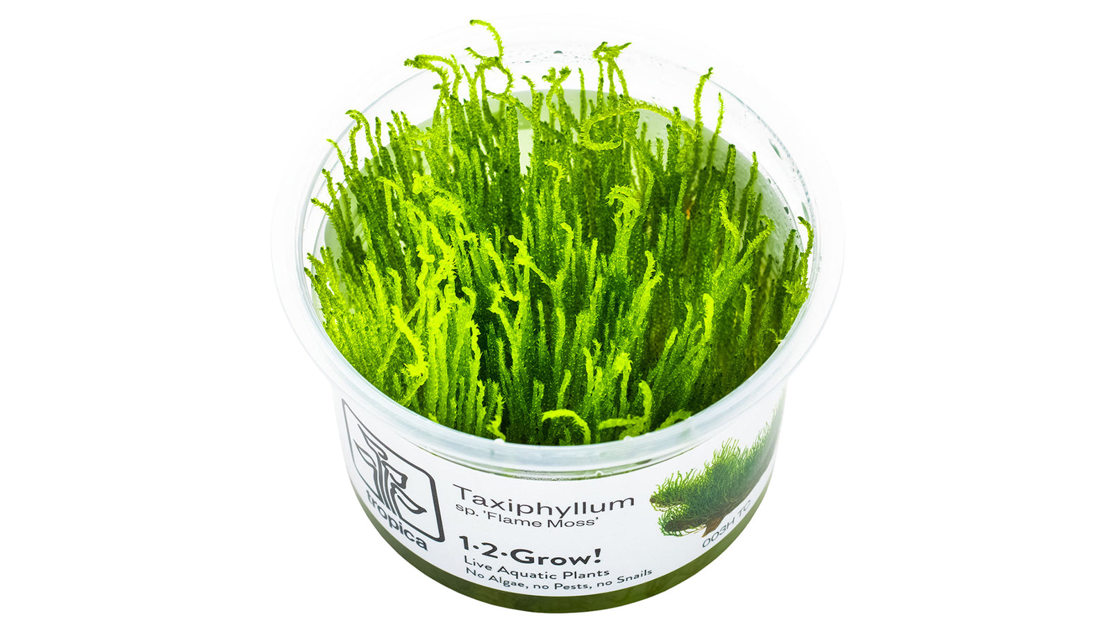 Taxiphyllum sp. 'Flame Moss' InVitro Pflanze