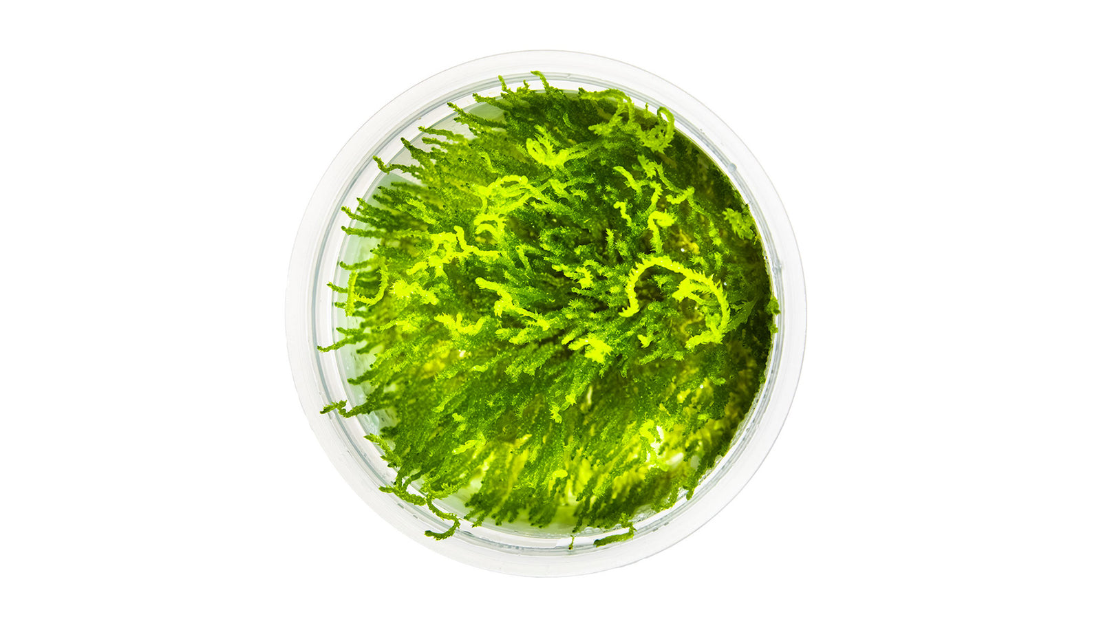 Taxiphyllum sp. 'Flame Moss' InVitro Pflanze