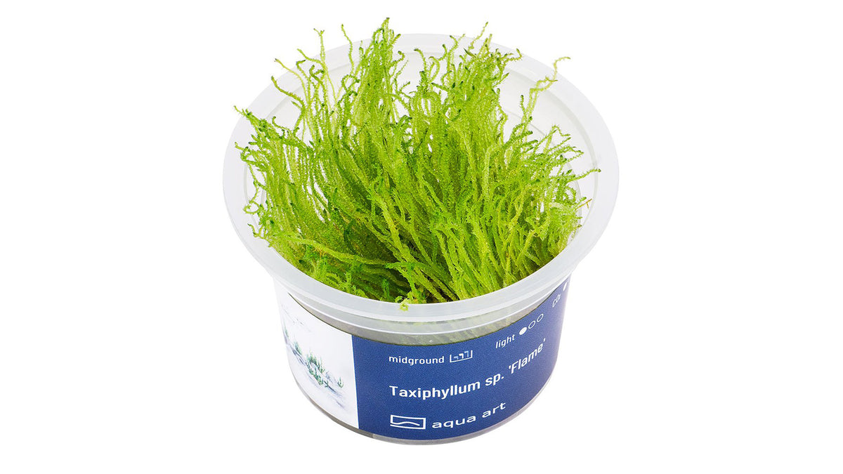 Taxiphyllum sp. 'Flame' - InVitro - GarnelenTv-Shop
Taxiphyllum sp. 'Flame' InVitro – Flame Moss für Aquarien

