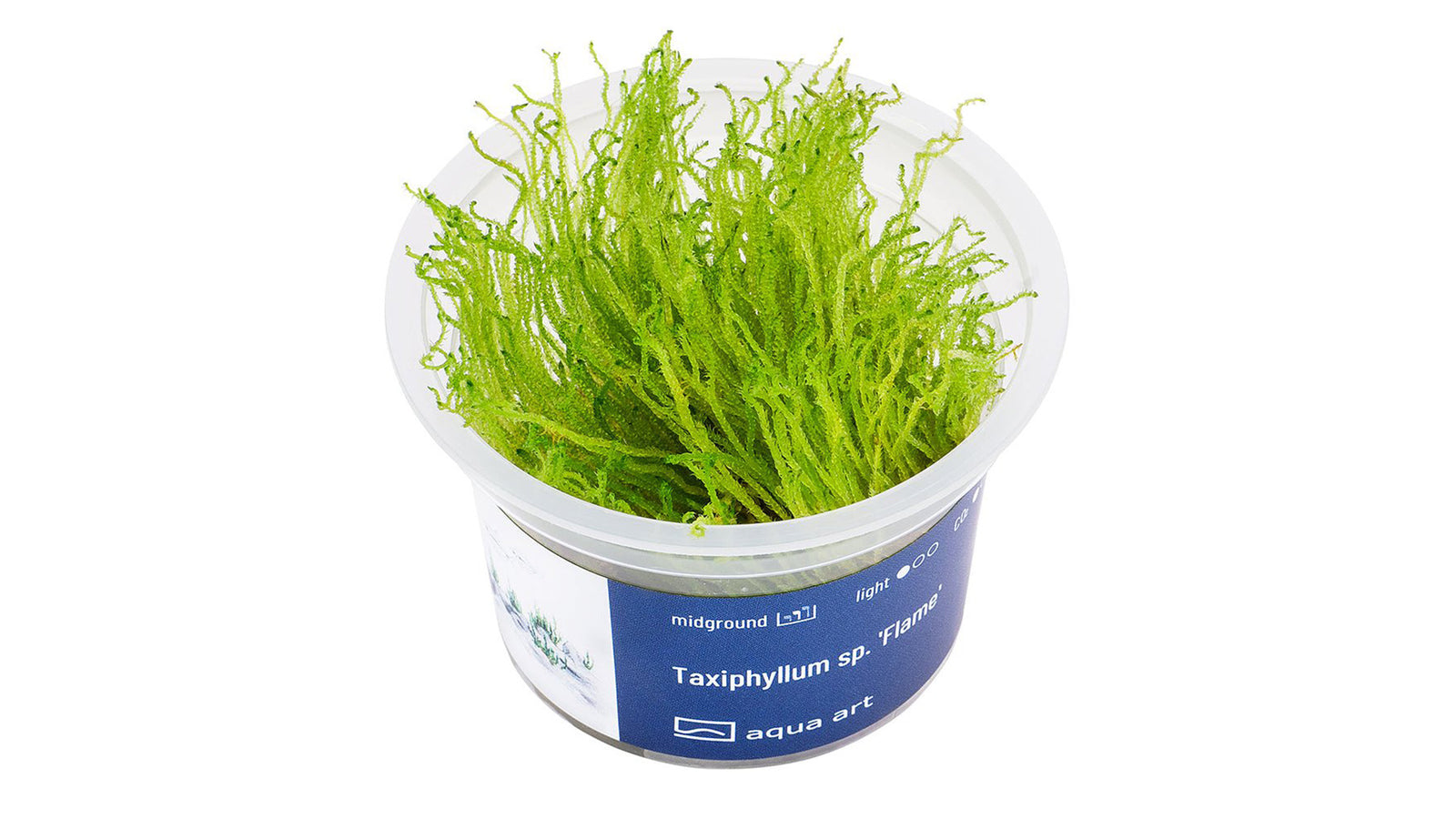 Taxiphyllum sp. 'Flame' - InVitro - GarnelenTv-Shop
Taxiphyllum sp. 'Flame' InVitro – Flame Moss für Aquarien

