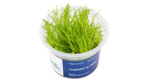 Taxiphyllum sp. 'Flame' - InVitro - GarnelenTv-Shop
Taxiphyllum sp. 'Flame' InVitro – Flame Moss für Aquarien

