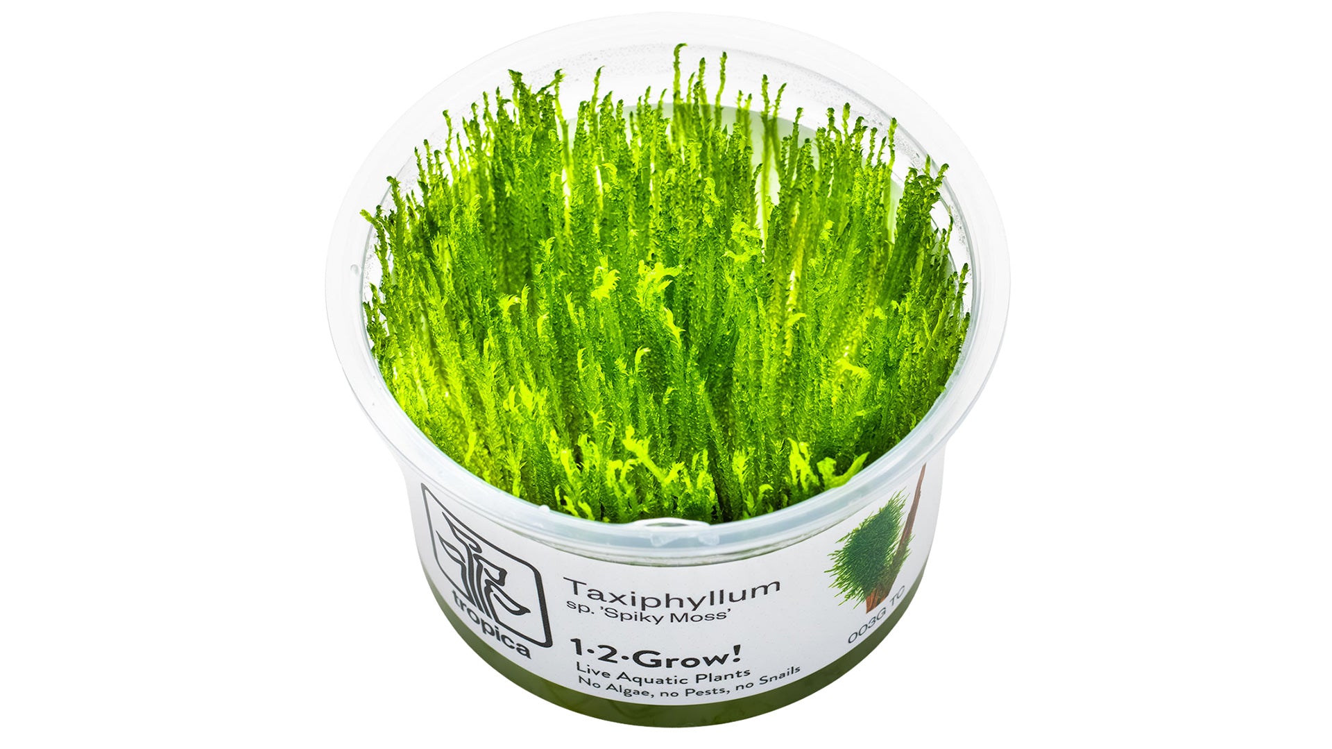 Taxiphyllum sp. 'Spiky Moss' InVitro Pflanze