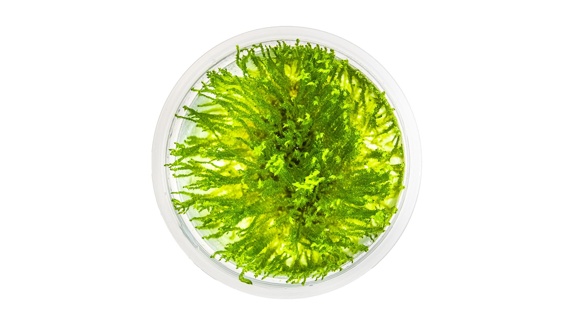 Taxiphyllum sp. 'Spiky Moss' InVitro Pflanze