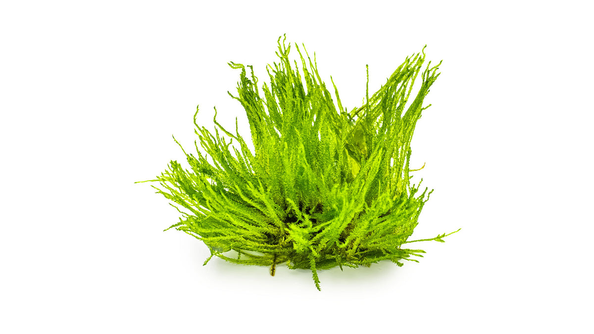 Taxiphyllum sp. 'Spiky Moss'