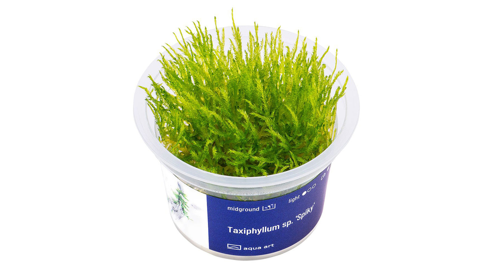 Taxiphyllum sp. 'Spiky' - InVitro - GarnelenTv-Shop

Taxiphyllum sp. 'Spiky' InVitro – Christmas Moss für Aquarium

