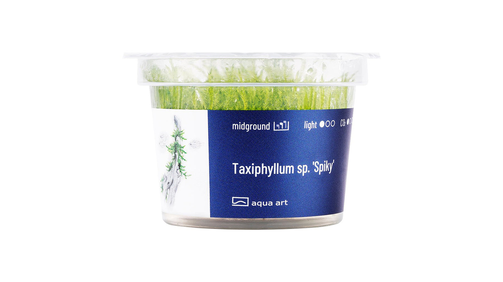 Taxiphyllum sp. 'Spiky' - InVitro - GarnelenTv-Shop

Taxiphyllum sp. 'Spiky' InVitro – Christmas Moss für Aquarium

