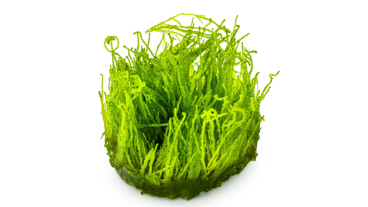 Taxiphyllum sp. 'Flame Moss'