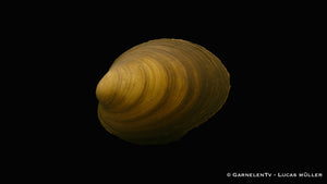 Teichmuschel - Anodonta cygnea (10-15 cm)