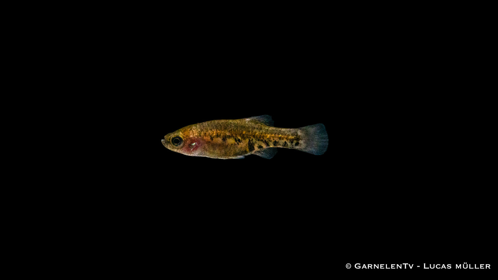 Tequila Kärpfling (Zoogoneticus tequila) im Aquarium