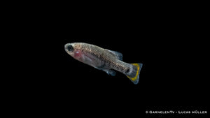 Friedlicher Tequila Kärpfling schwimmt neben anderen Fischen