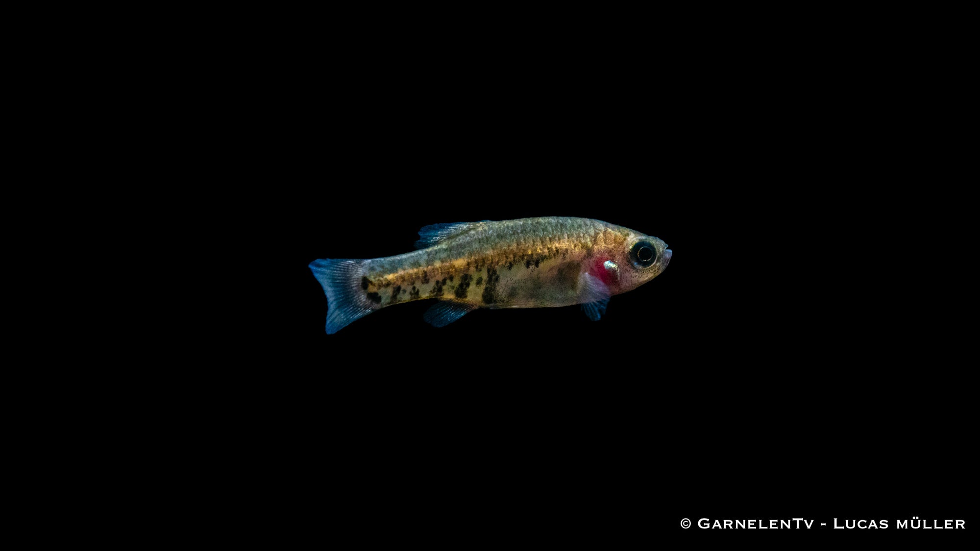 Tequila Kärpfling (Zoogoneticus tequila) im Aquarium