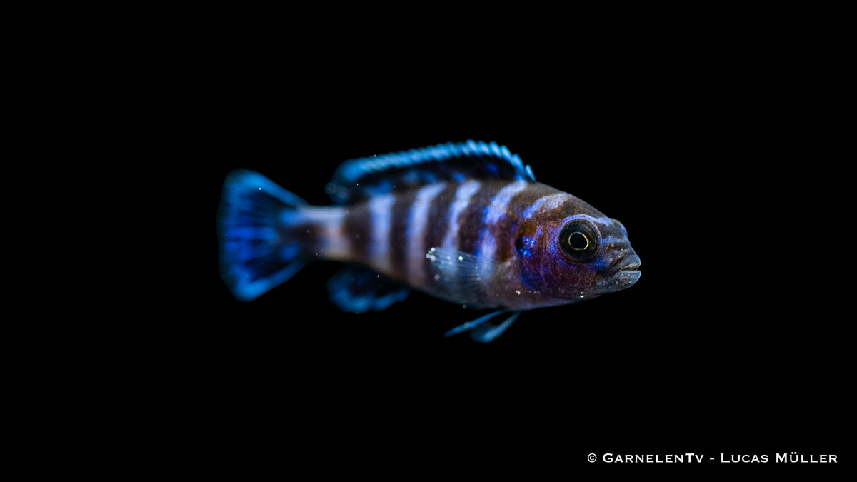 Territoriales Verhalten von Demasons Maulbrütern im Aquarium