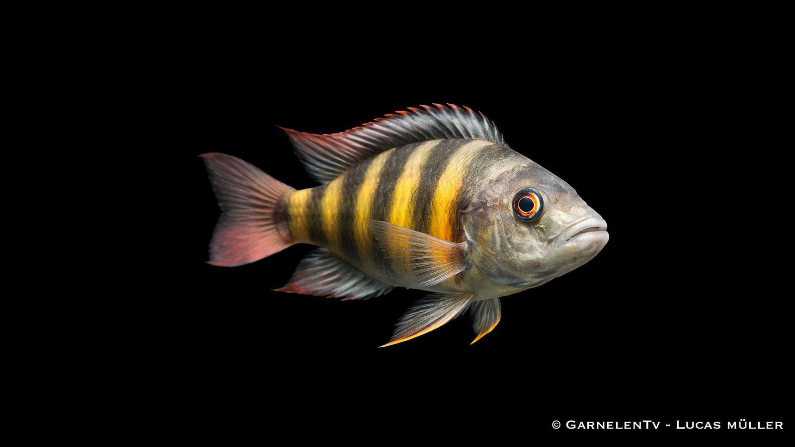 Männlicher Haplochromis CH 44 mit intensiver Färbung und dominanter Erscheinung im Aquarium