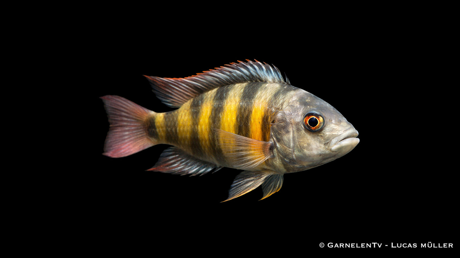 Männlicher Haplochromis CH 44 mit intensiver Färbung und dominanter Erscheinung im Aquarium