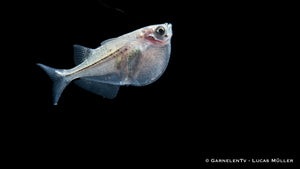 Thoracocharax stellatus schwimmend an der Wasseroberfläche