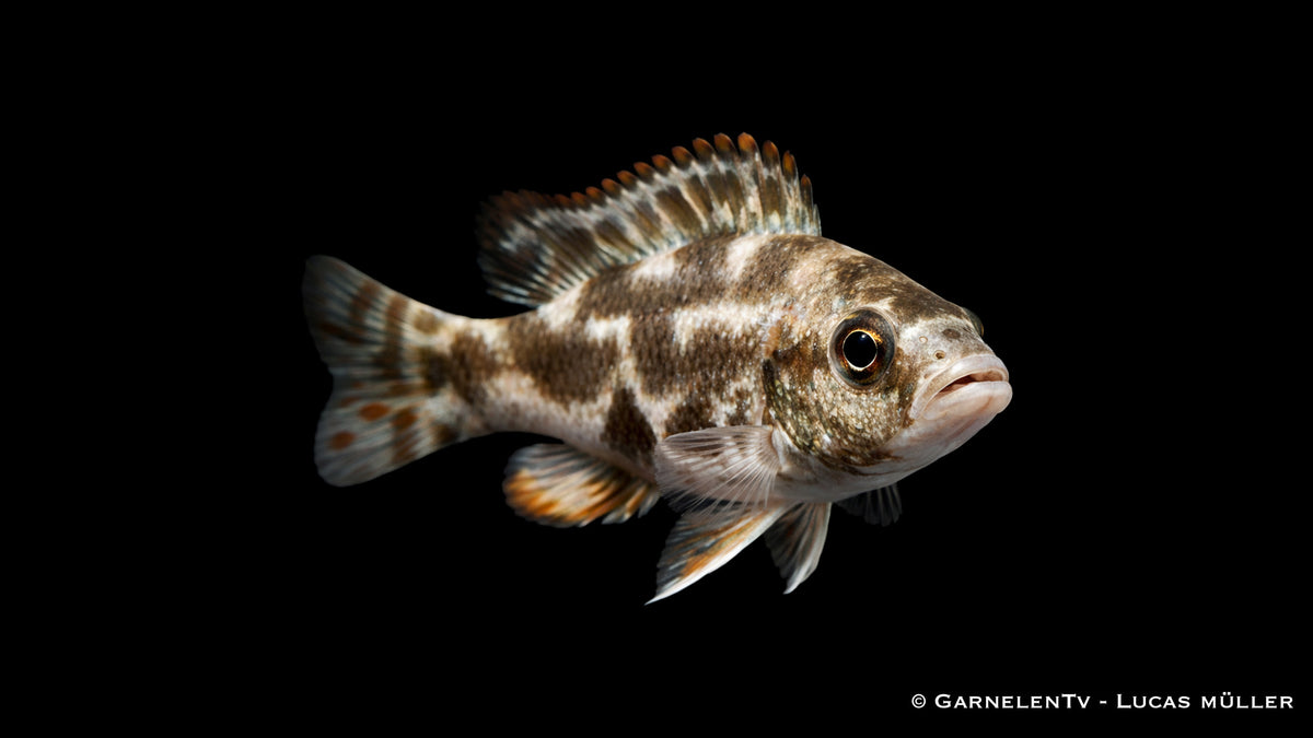 Tigermaulbrüter - Nimbrochromis livingstonii