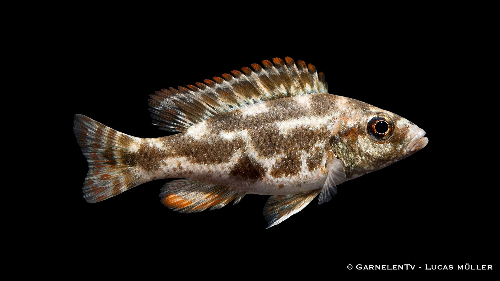 Tigermaulbrüter - Nimbrochromis livingstonii