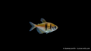 Trauermantelsalmler - Gymnocorymbus ternetzi (DNZ)