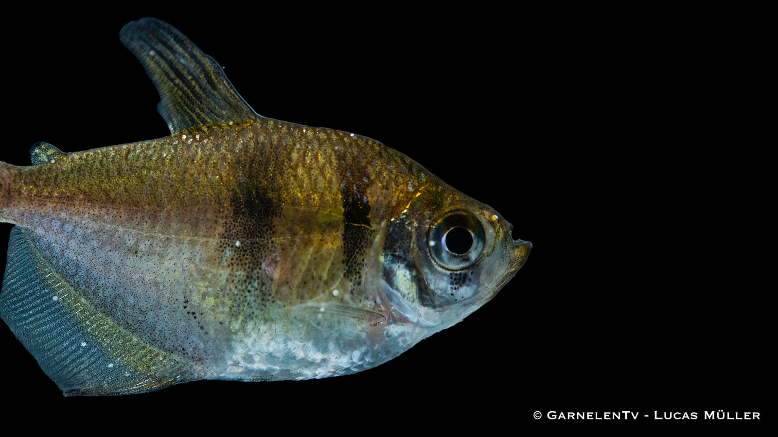 Trauermantelsalmler (Gymnocorymbus ternetzi) im Aquarium