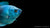 Zwergfadenfisch Koralle Blau (Trichogaster lalius) im Aquarium