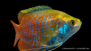 Trichogaster lalius mit langen Bauchflossen im Aquascaping