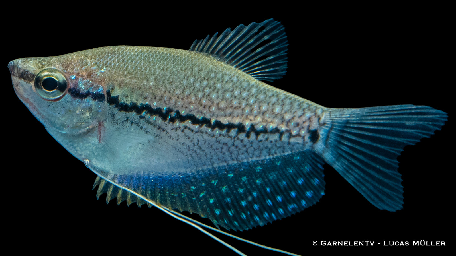 Mosaikfadenfisch Trichogaster leeri im Aquarium
