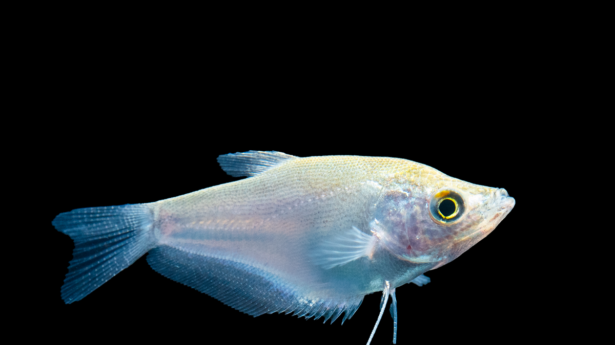 Trichogaster microlepis mit schimmernden Farben