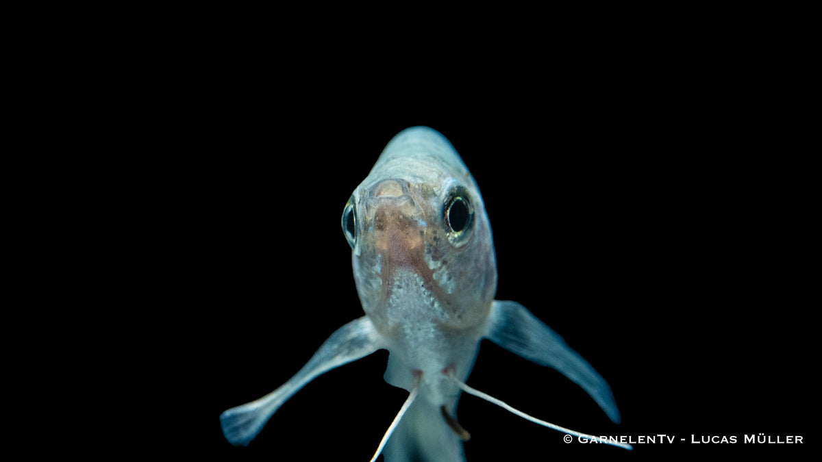 Trichogaster trichopterus im Aquarienumfeld