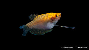 Trichogaster trichopterus in a peaceful freshwater tank