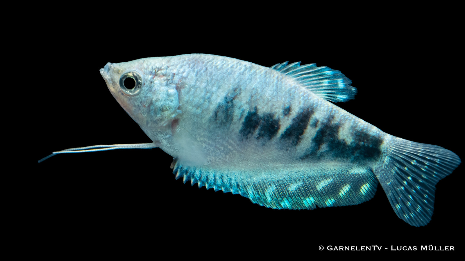 Marmorfadenfisch "Cosby" Trichogaster trichopterus im Aquarium

