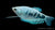 Marmorfadenfisch "Cosby" Trichogaster trichopterus im Aquarium
