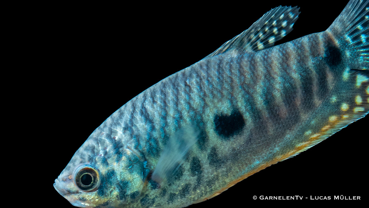 Trichogaster trichopterus schwimmt im bepflanzten Aquarium