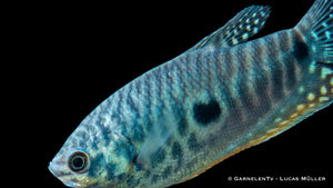 Trichogaster trichopterus schwimmt im bepflanzten Aquarium