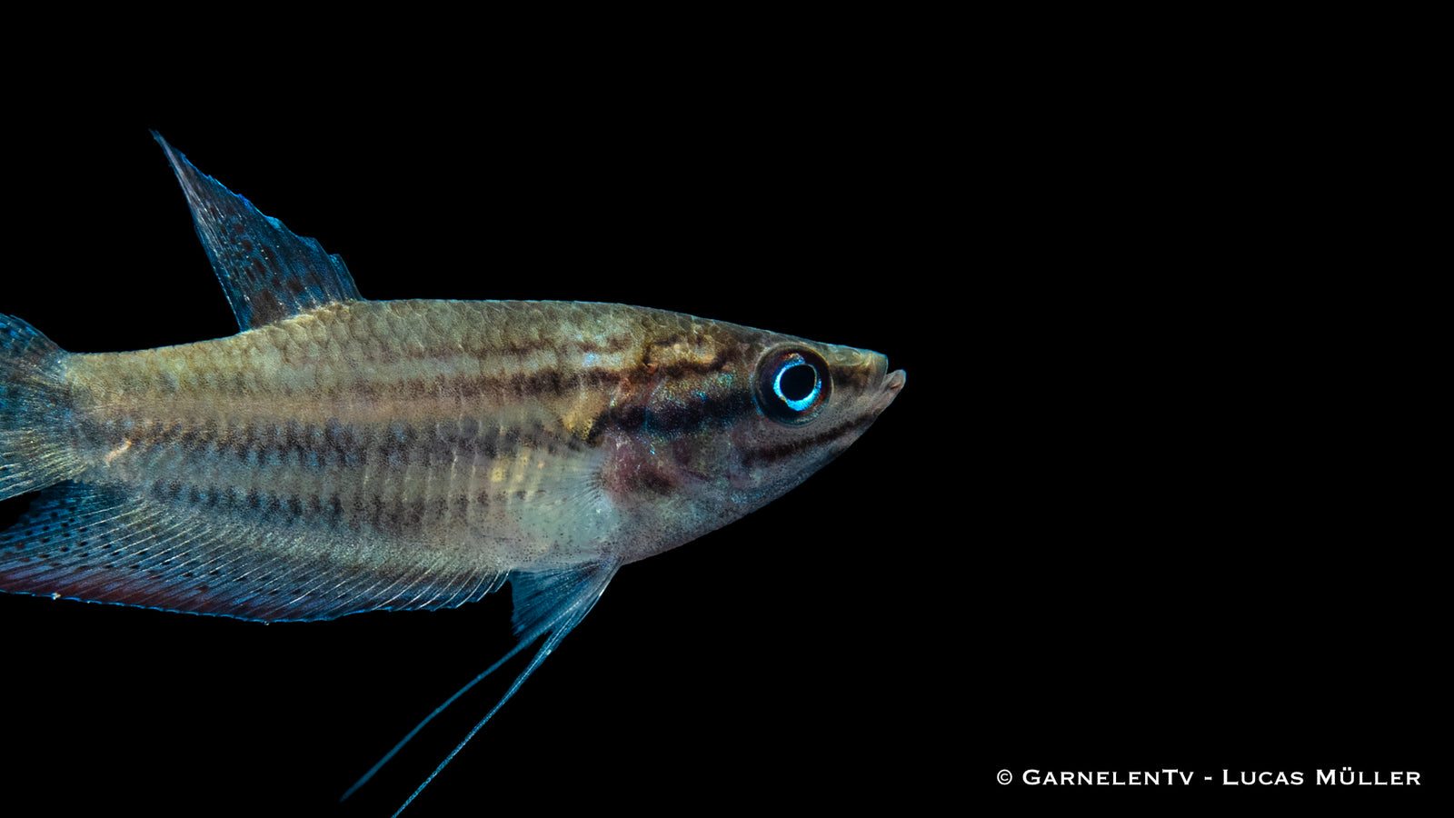 Trichopsis vittata mit schillernden Farben