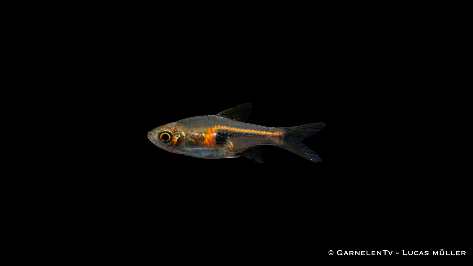 Espes Keilfleckbärbling im Aquarium