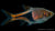 Hengels Keilfleckbärbling im Aquarium