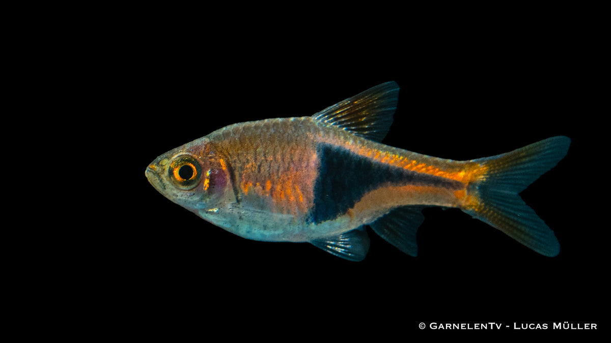 Trigonostigma heteromorpha in Gruppen
