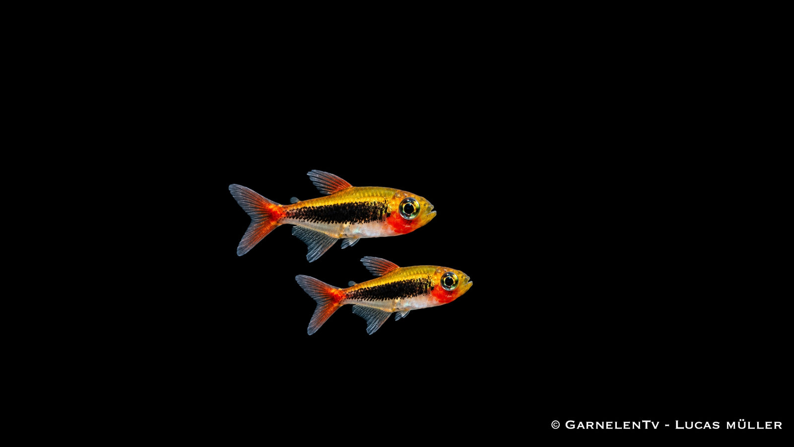 Tucanosalmler - Tucanoichthys tucano