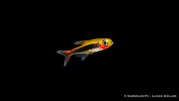 Tucanosalmler – Tucanoichthys tucano in einem bepflanzten Aquarium