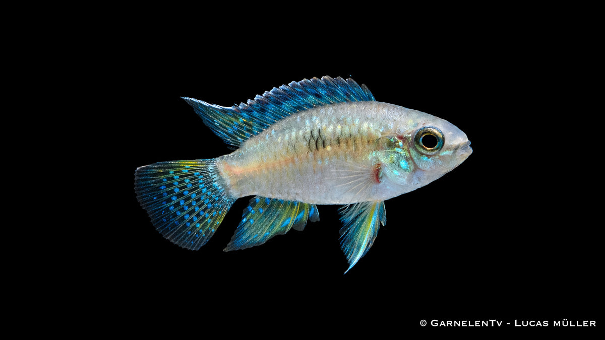 Tüpfelbuntbarsch - Laetacara curviceps