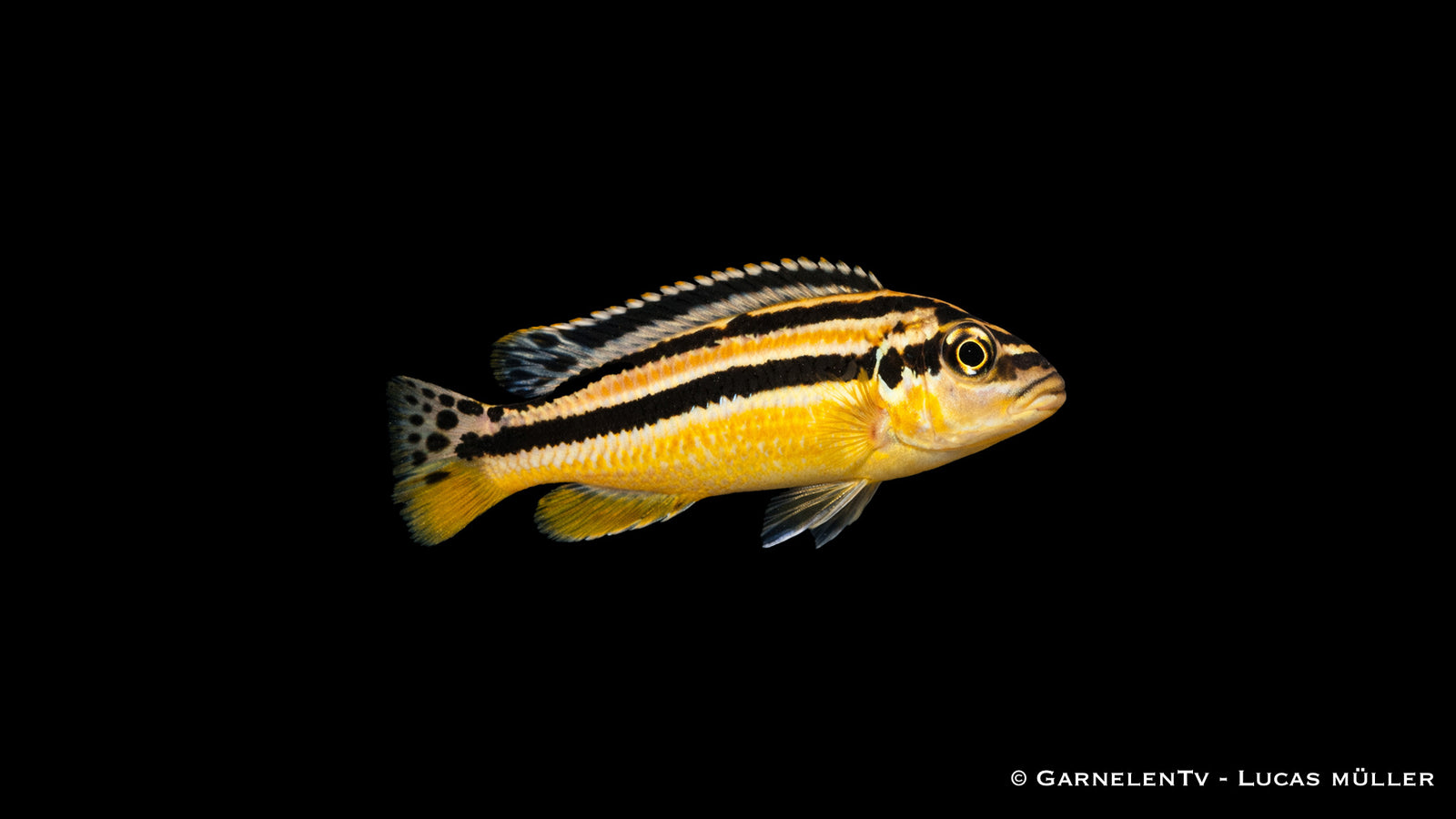 Türkis-Goldbarsch - Melanochromis auratus