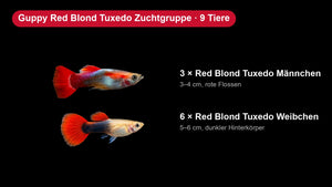 Guppy Red Blond Tuxedo Zuchtgruppe - 3 Männchen + 6 Weibchen - Poecilia reticulata