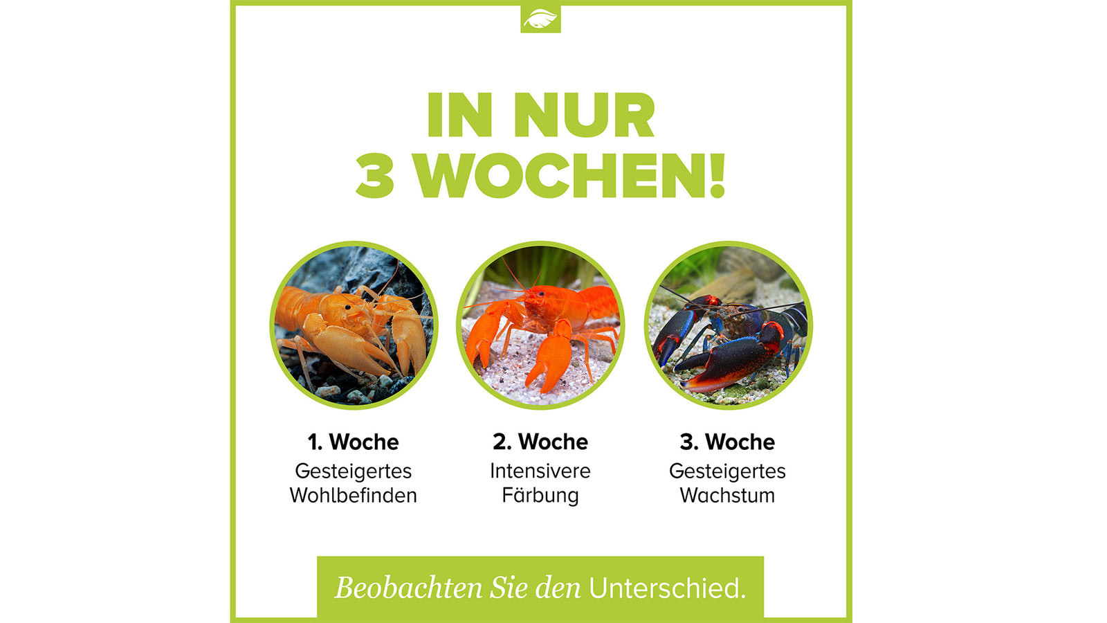 NatureHolic Cheraxfeed Adult Krebsfutter 30 g als wasserstabile Sticks für ausgewachsene Cherax Flusskrebse aus Papua